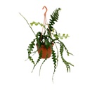 Epiphyllum Anguliger - Ø17cm - ↕35cm