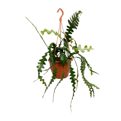 "Epiphyllum Anguliger - Ø17cm - ↕35cm image"