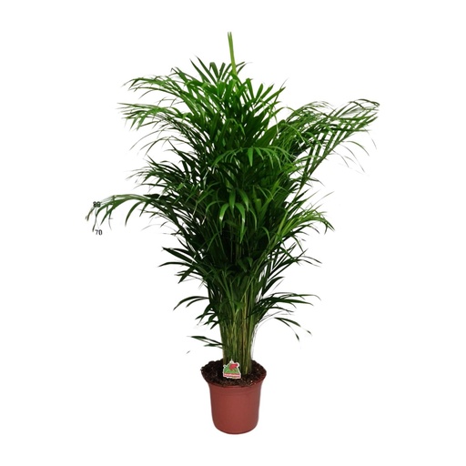 "Dypsis Lutescens - Ø24cm - ↕125cm image"