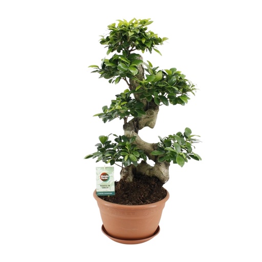 "Ficus Ginseng - Ø27cm - ↕70cm image"