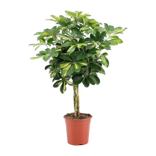 "Schefflera Arboricola Gold Capella - Ø19cm - ↕75cm image"