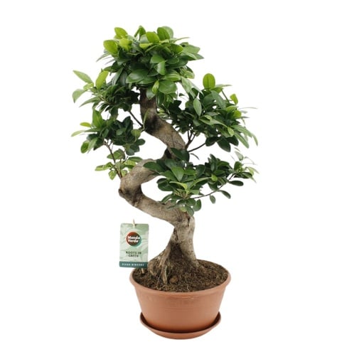 "Ficus Ginseng - Ø22cm - ↕60cm image"
