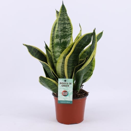 "Bogenhanf (Sansevieria trifasciata) – pflegeleichte Zimmerpflanze, Topf-Ø 12 cm, Höhe ca. 35 cm image"