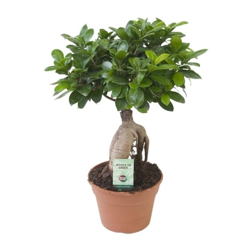 "Ginseng-Feige (Ficus ginseng) – pflegeleichte Zimmerpflanze, Topf-Ø 17 cm, Höhe ca. 40 cm image"