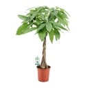 Pachira Aquatica - Ø19cm - ↕80cm