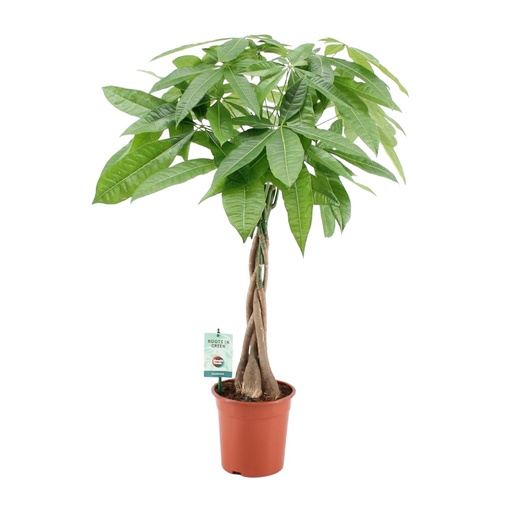 "Pachira Aqautica - Ø19cm - ↕80cm image"