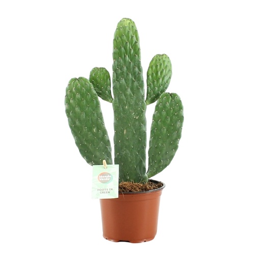"Opuntia Rubescens Consolea - Ø12cm - ↕35cm image"