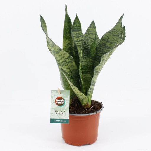 "Sansevieria Black Coral - Ø12cm - ↕35cm image"