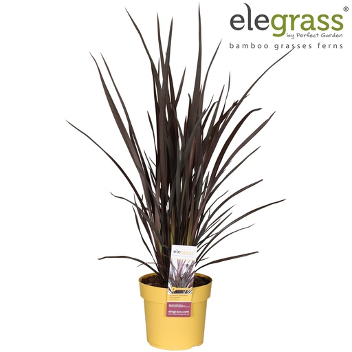 "Neuseelandflachs (Phormium tenax) – winterharte Blattschmuckpflanze, Topf-Ø 19 cm, Höhe ca. 70 cm image"