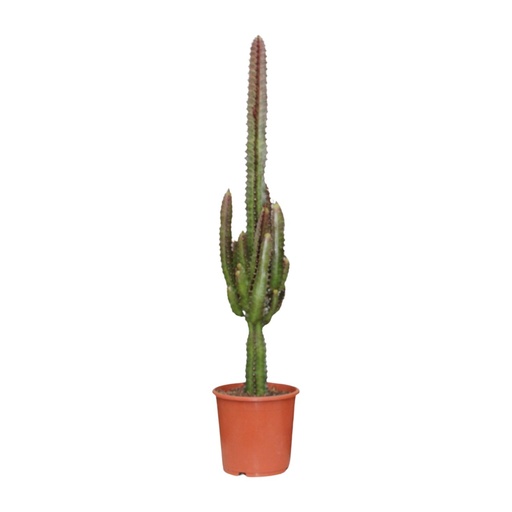 "Euphorbia Trigona Rubra - Ø17cm - ↕70cm image"