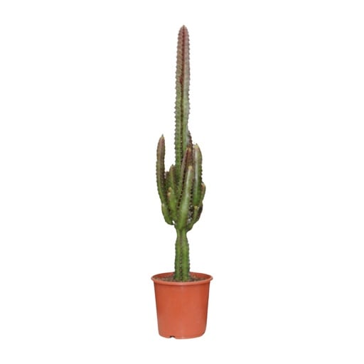 "Dreikantige Wolfsmilch (Euphorbia trigona) – pflegeleichte Zimmerpflanze, Topf-Ø 17 cm, Höhe ca. 70 cm image"