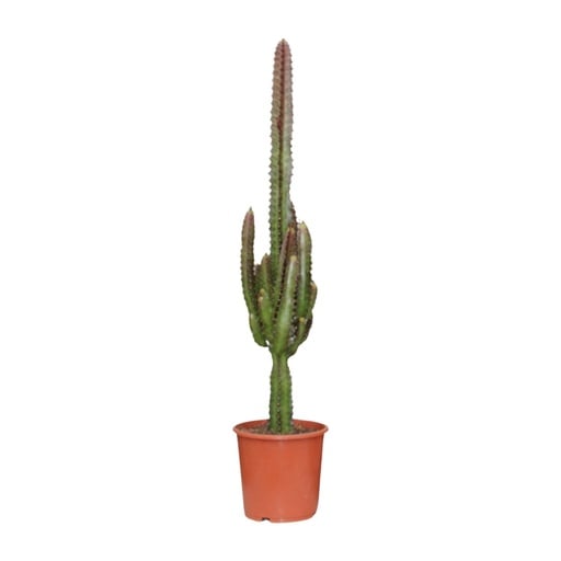 "Säulen-Wolfsmilch 'Rubra' (Euphorbia trigona) – pflegeleichte Zimmerpflanze, Topf-Ø 17 cm, Höhe ca. 70 cm image"