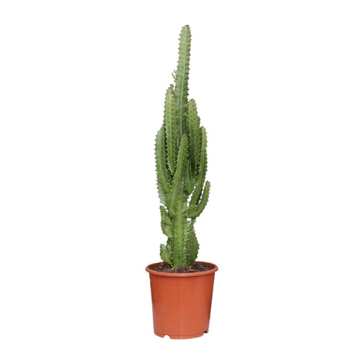 "Dreikantige Wolfsmilch (Euphorbia trigona) – pflegeleichte Zimmerpflanze, Topf-Ø 17 cm, Höhe ca. 70 cm image"