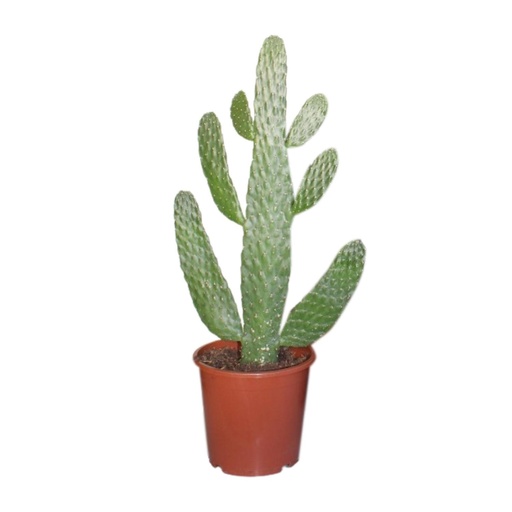 "Opuntia Consolea - Ø17cm - ↕55cm image"
