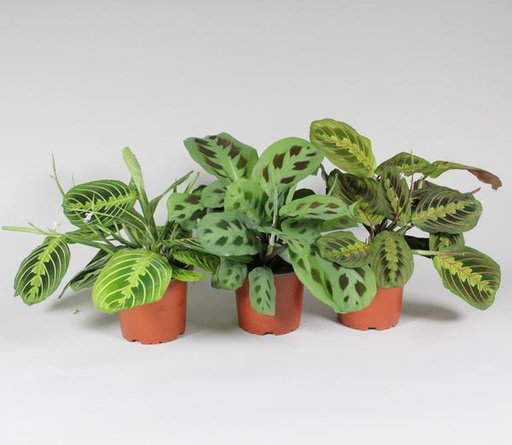 "Maranta Leuconeura 'Fascinator' Mix 3 Soorten - P12cm - H30cm image"
