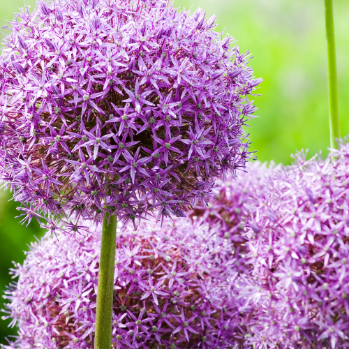 "Globemaster - Allium Zwiebeln 5 Stück image"