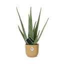 Aloe Vera 12cm in ELHO Vibes Fold 14cm geel