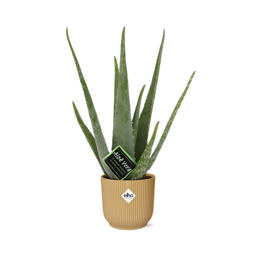"Aloe Vera 12cm in ELHO Vibes Fold 14cm gelb image"