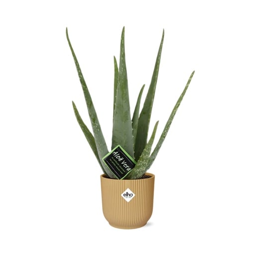 "Echte Aloe (Aloe vera) – pflegeleichte Zimmerpflanze, im gelben Übertopf image"