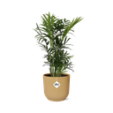 Chamaedorea Elegans in ELHO Vibes Fold 14cm geel
