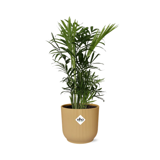 "Chamaedorea Elegans in ELHO Vibes Fold 14cm geel image"