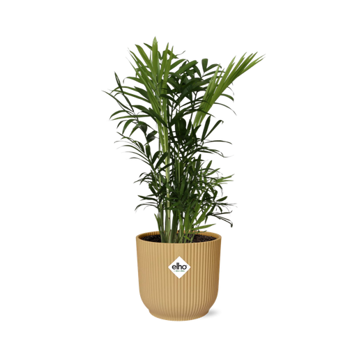 "Chamaedorea Elegans in ELHO Vibes Fold 14cm gelb image"