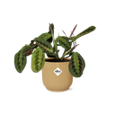 Maranta Leuconeura ‘Fascinator’ Tricolor in ELHO Vibes Fold 14cm gelb