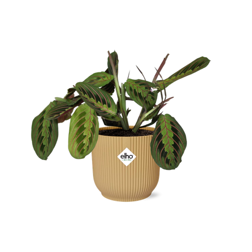 "Maranta Leuconeura ‘Fascinator’ Tricolor in ELHO Vibes Fold 14cm gelb image"