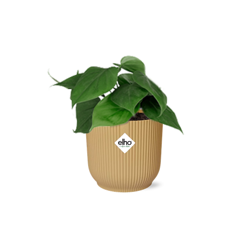 "Philodendron Scandens in ELHO Vibes Fold 14cm geel image"