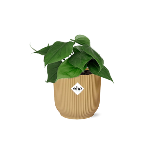 "Kletterphilodendron (Philodendron scandens) – pflegeleichte Zimmerpflanze, Höhe ca. 14 cm image"