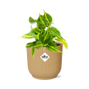 Philodendron Scandens ‘Brasil’ in ELHO Vibes Fold 14cm gelb