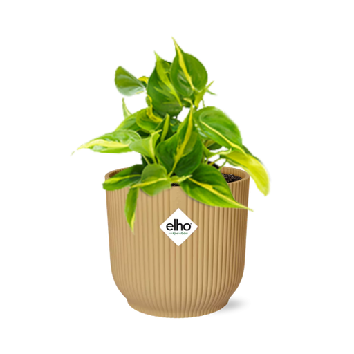 "Philodendron Scandens ‘Brasil’ in ELHO Vibes Fold 14cm geel image"