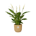 Spathiphyllum 12 Cm Torelli  in ELHO Vibes Fold 14cm geel