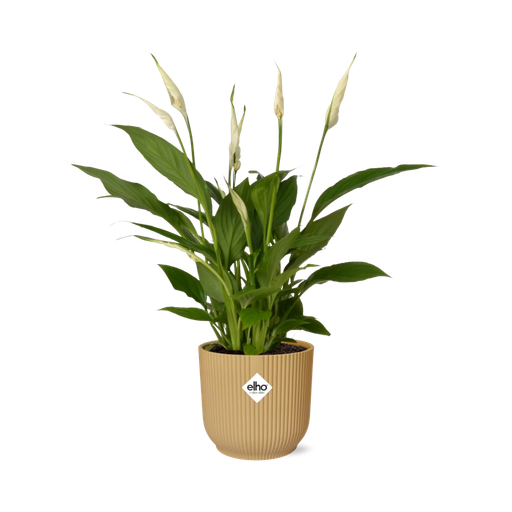 "Spathiphyllum 12 Cm Torelli in ELHO Vibes Fold 14cm gelb image"