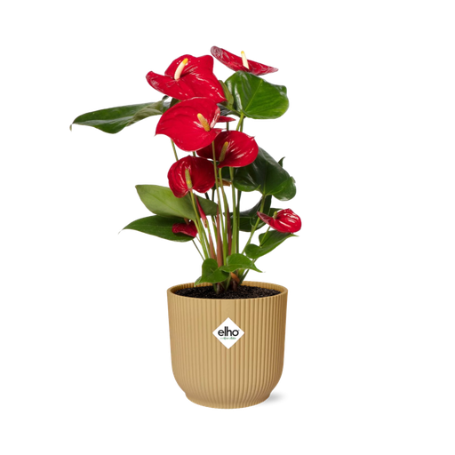 "Anthurium Rot 12cm in ELHO Vibes Fold 14cm gelb image"