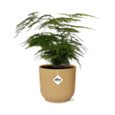 Asparagus Setaceus ‘Plumosus’ in ELHO Vibes Fold 14cm gelb