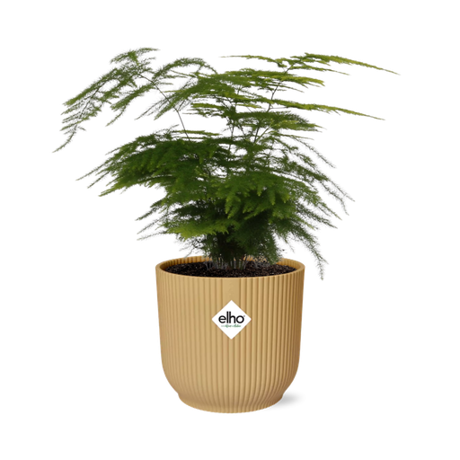 "Asparagus Setaceus ‘Plumosus’ in ELHO Vibes Fold 14cm geel image"