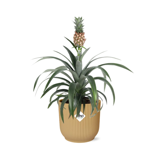 "Ananas Mi Amigo in ELHO Vibes Fold 14cm geel image"
