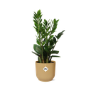 Zamioculcas – Höhe 45-50 in ELHO Vibes Fold 14cm gelb