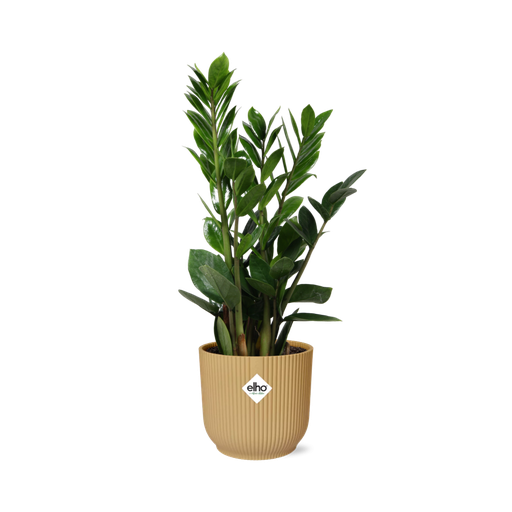 "Zamioculcas – Höhe 45-50 in ELHO Vibes Fold 14cm gelb image"