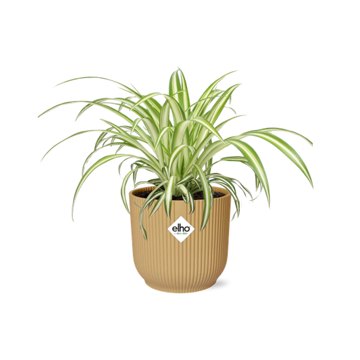 "Chlorophytum Comosum Variegatum in ELHO Vibes Fold 14cm gelb image"