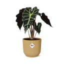 Alocasia ‘Polly’ in ELHO Vibes Fold 14cm gelb
