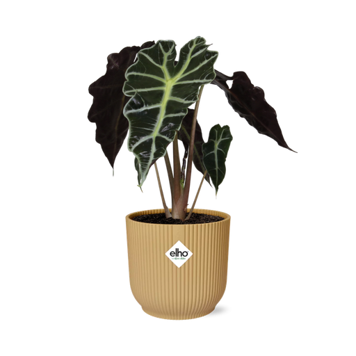"Alocasia ‘Polly’ in ELHO Vibes Fold 14cm gelb image"