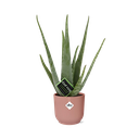 Aloe Vera 12cm in ELHO Vibes Fold 14cm roze