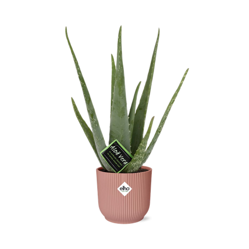 "Aloe Vera 12cm in ELHO Vibes Fold 14cm roze image"