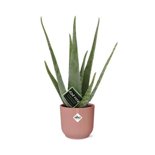 "Echte Aloe (Aloe vera) – pflegeleichte Zimmerpflanze, im rosa Übertopf image"