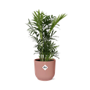 Chamaedorea Elegans in ELHO Vibes Fold 14cm roze