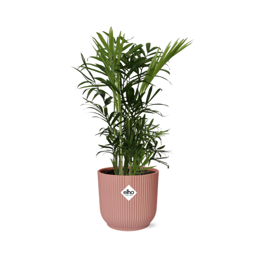 "Chamaedorea Elegans in ELHO Vibes Fold 14cm roze image"