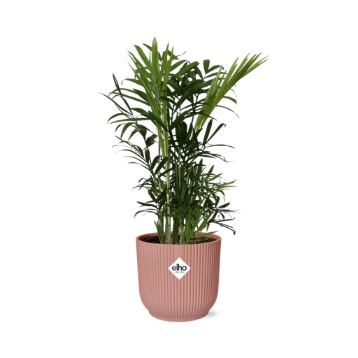"Chamaedorea Elegans in ELHO Vibes Fold 14cm roze image"