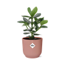 Clusia Princess in ELHO Vibes Fold 14cm roze